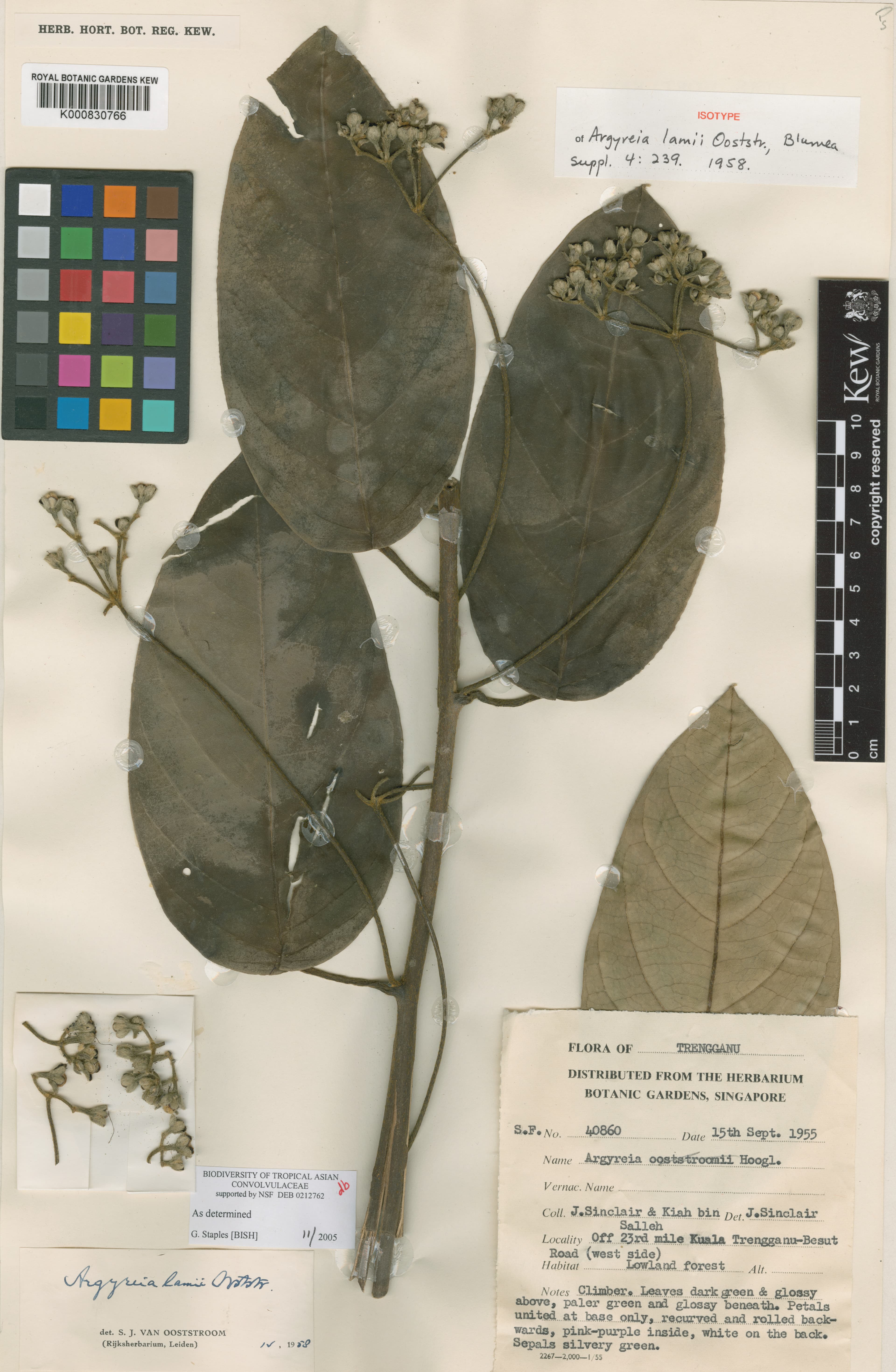 Argyreia lamii