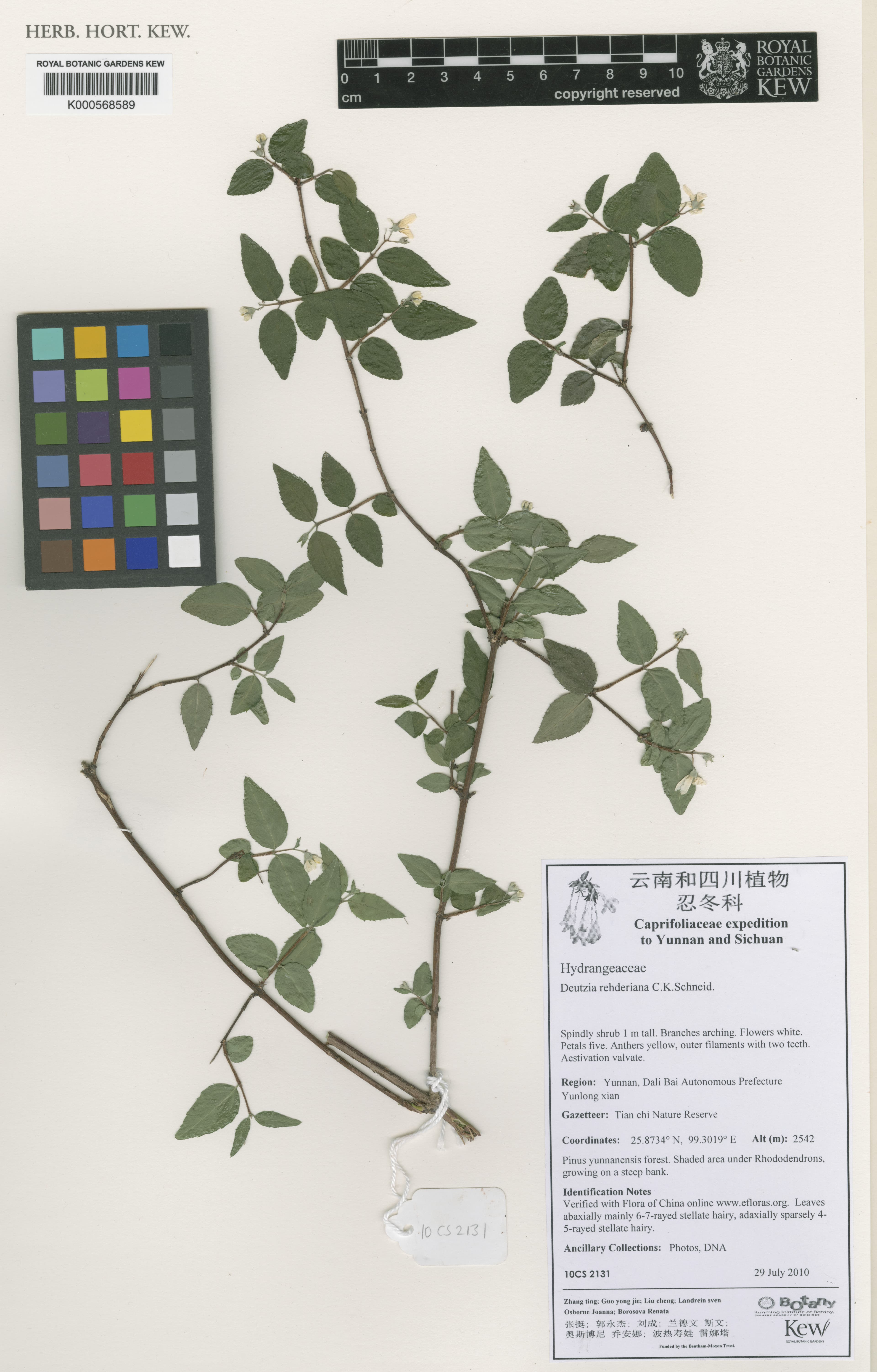 Deutzia rehderiana