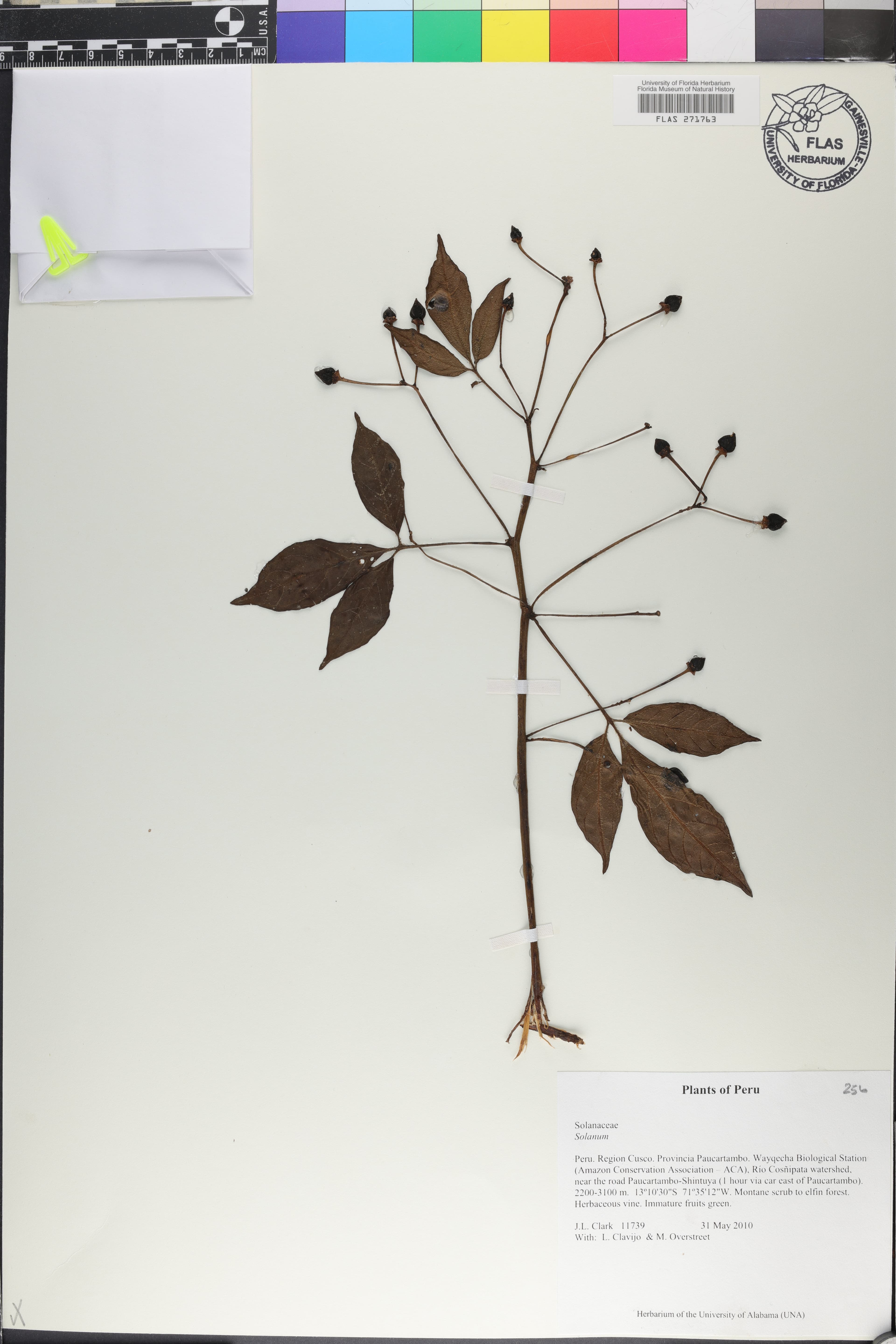 Solanum terraneum
