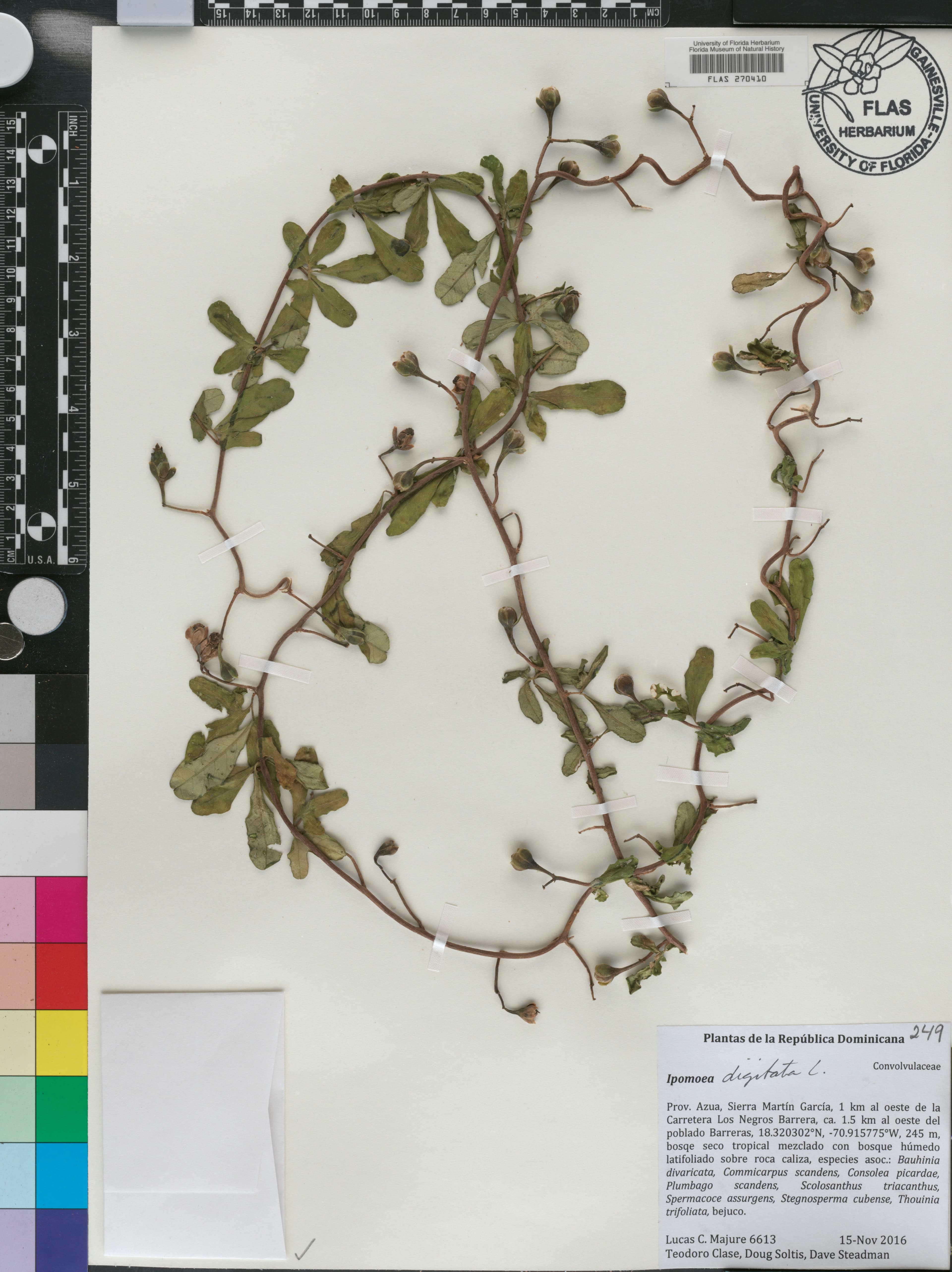 Ipomoea digitata