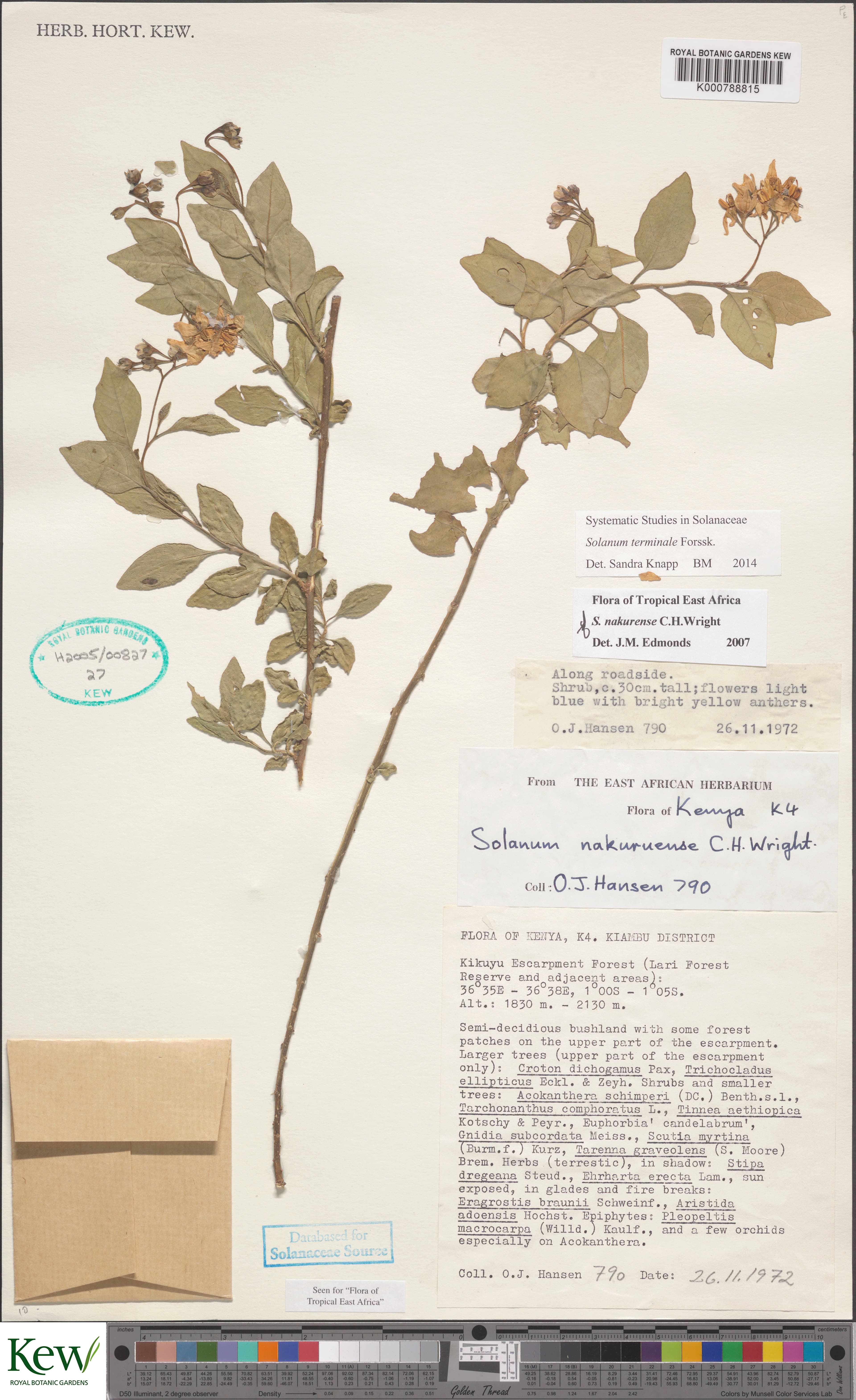Solanum nakurense