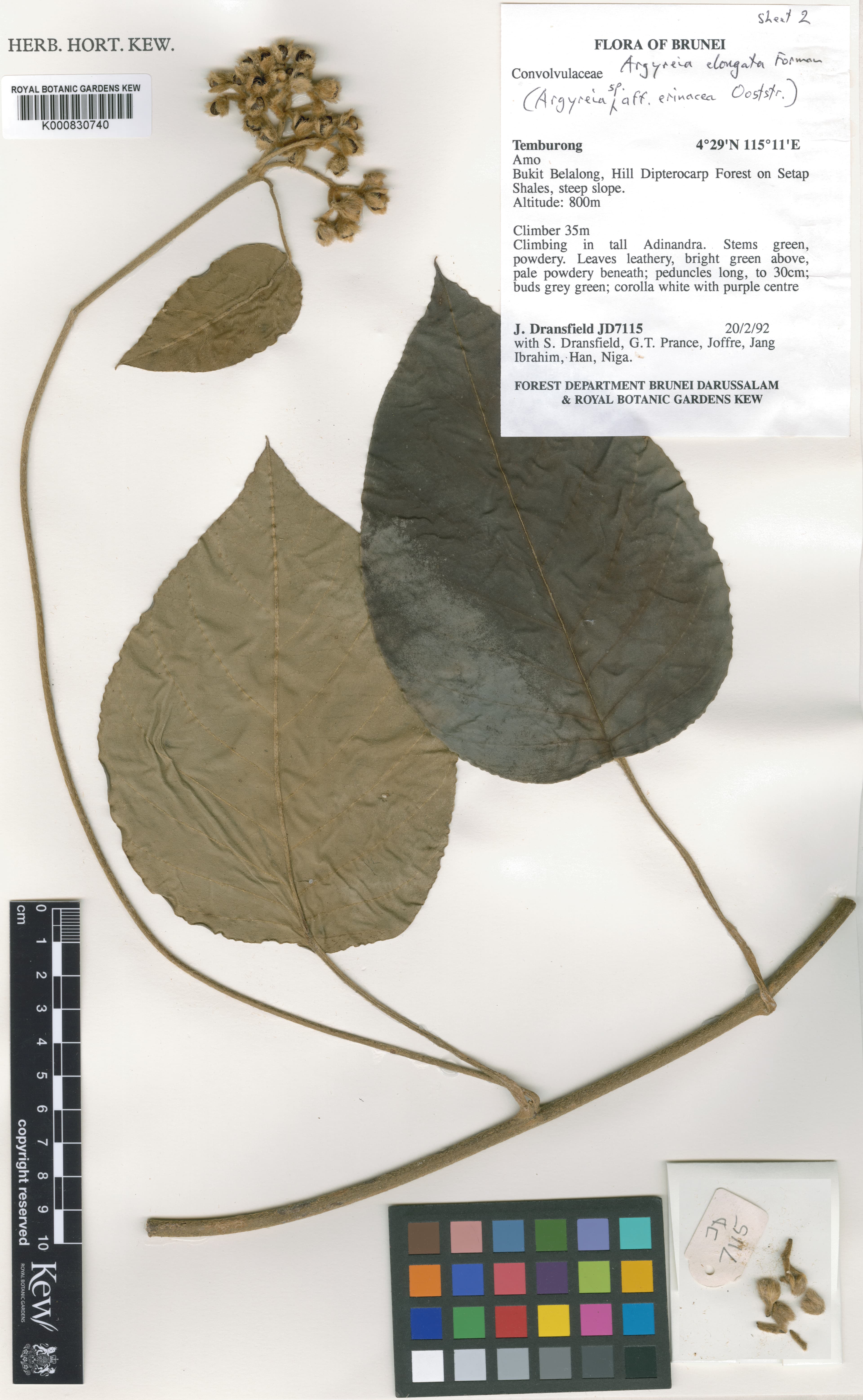 Argyreia elongata