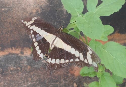 False Giant Swallowtail