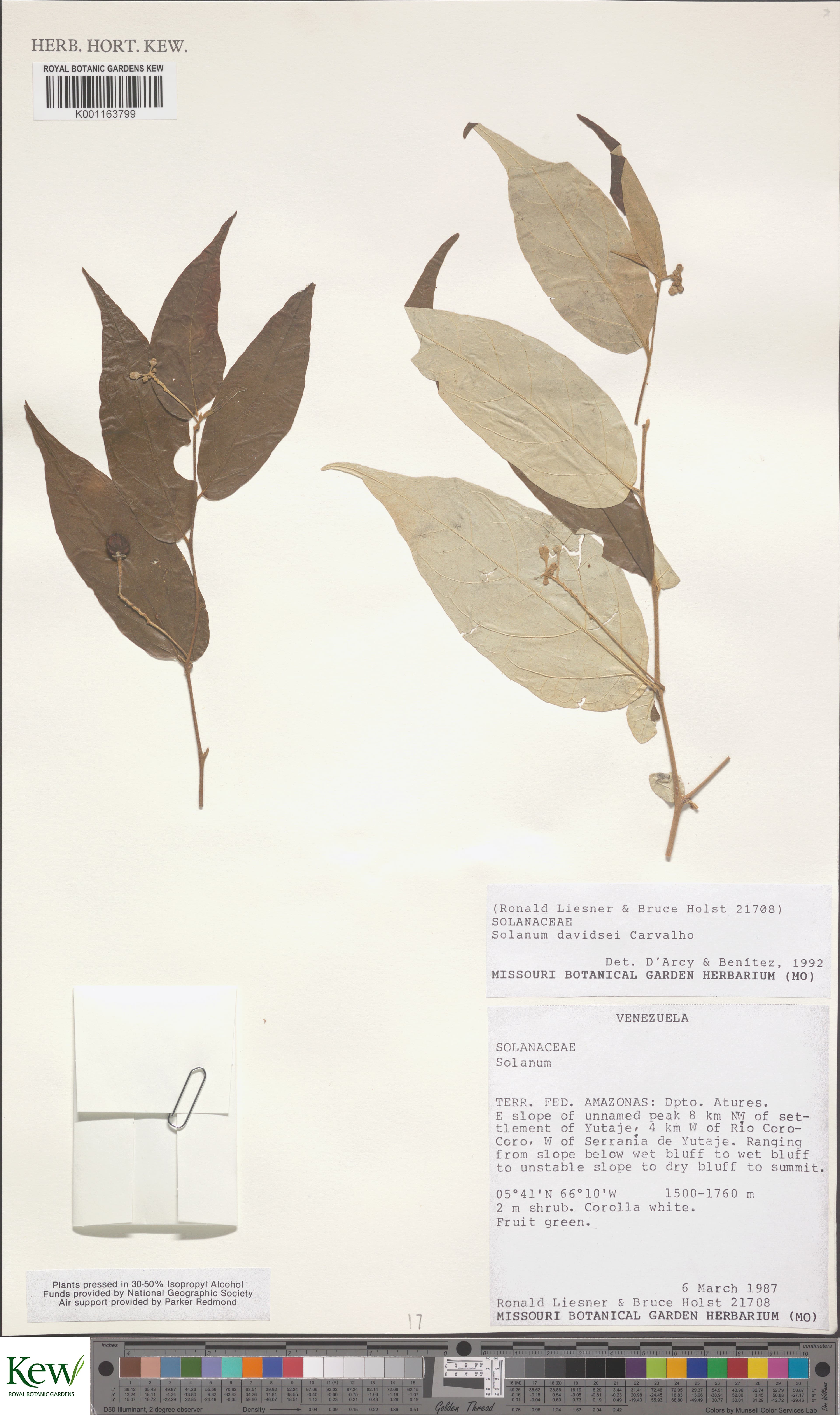 Solanum davidsei