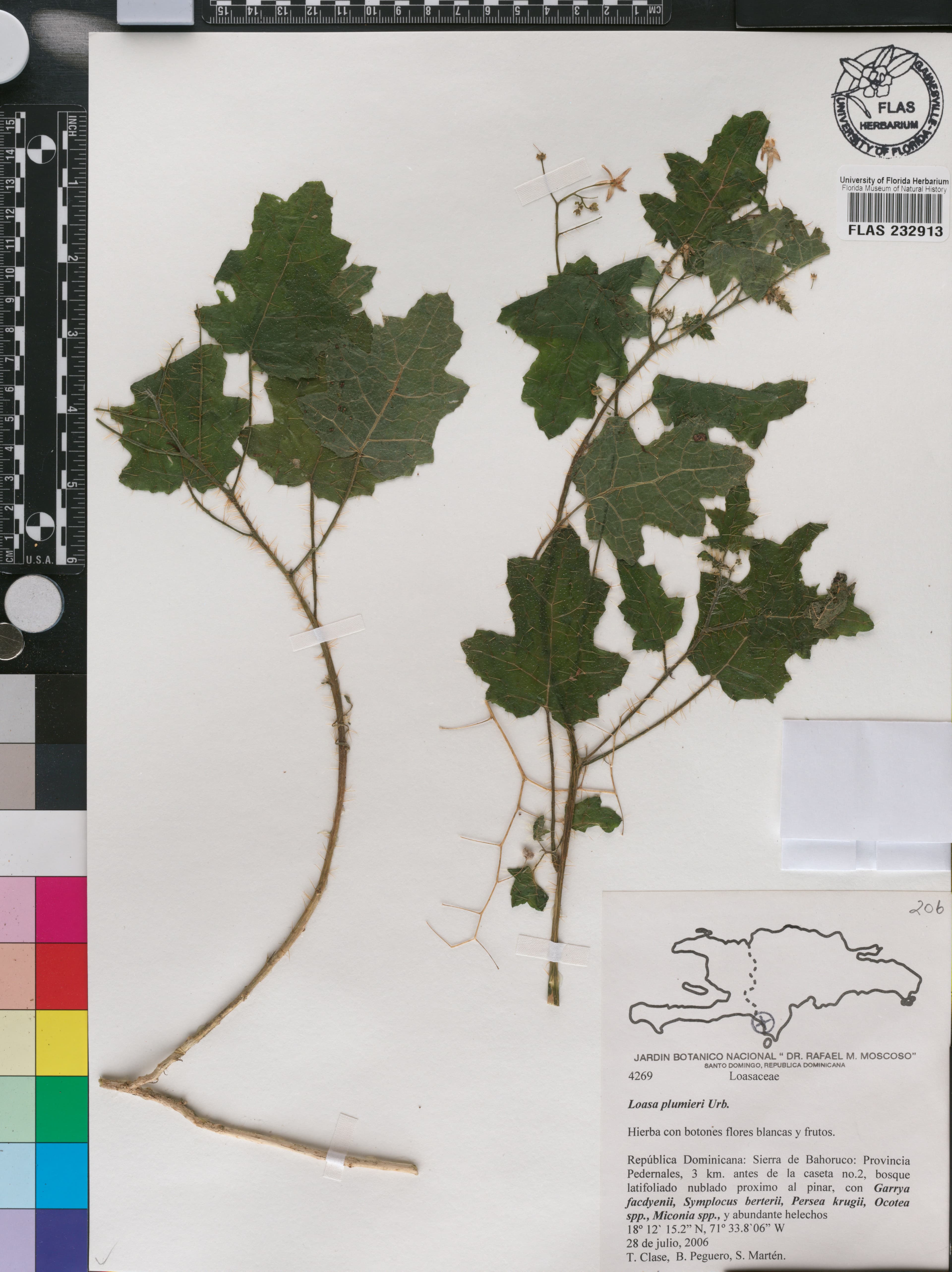 Aosa plumieri