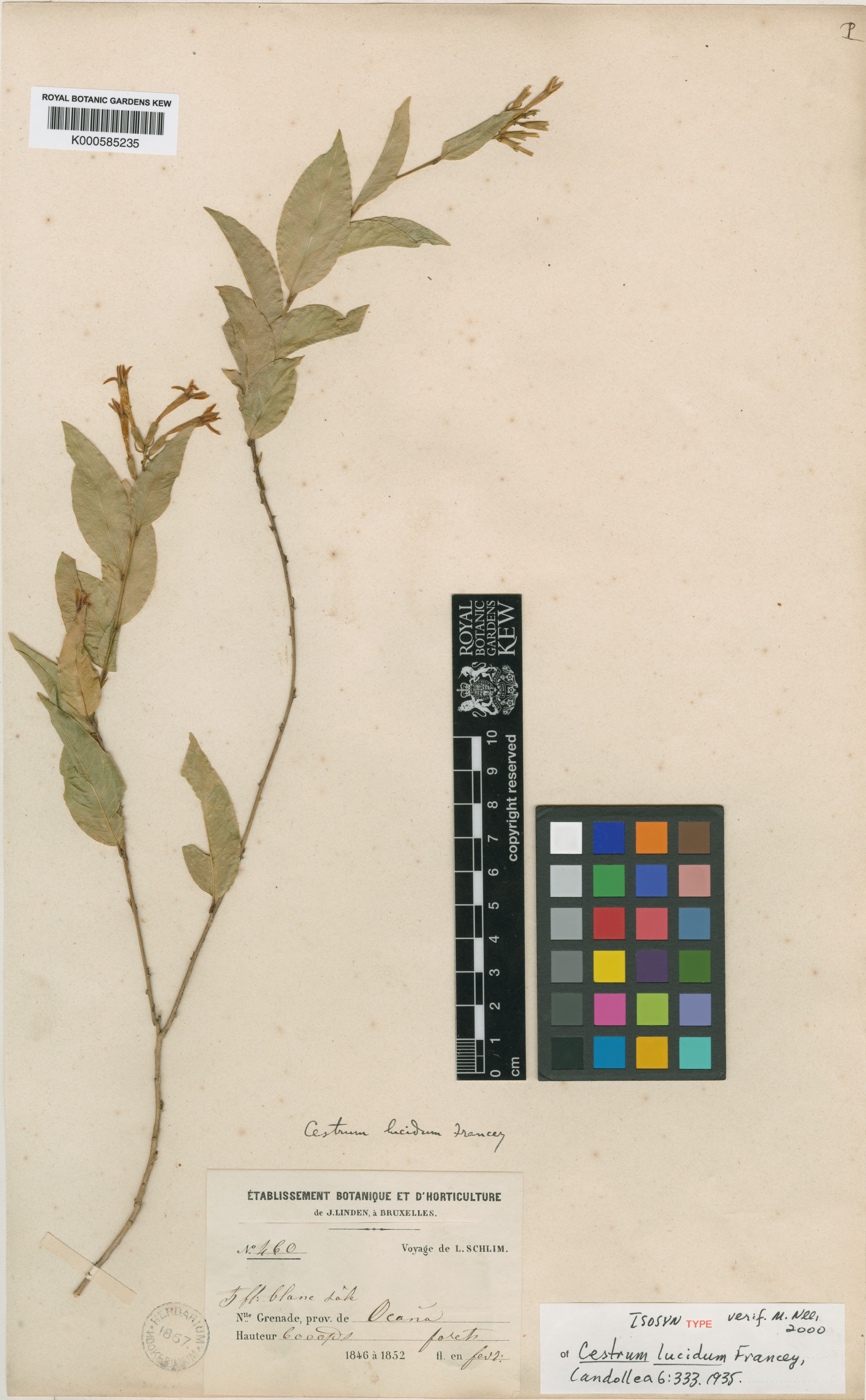 Cestrum lucidum