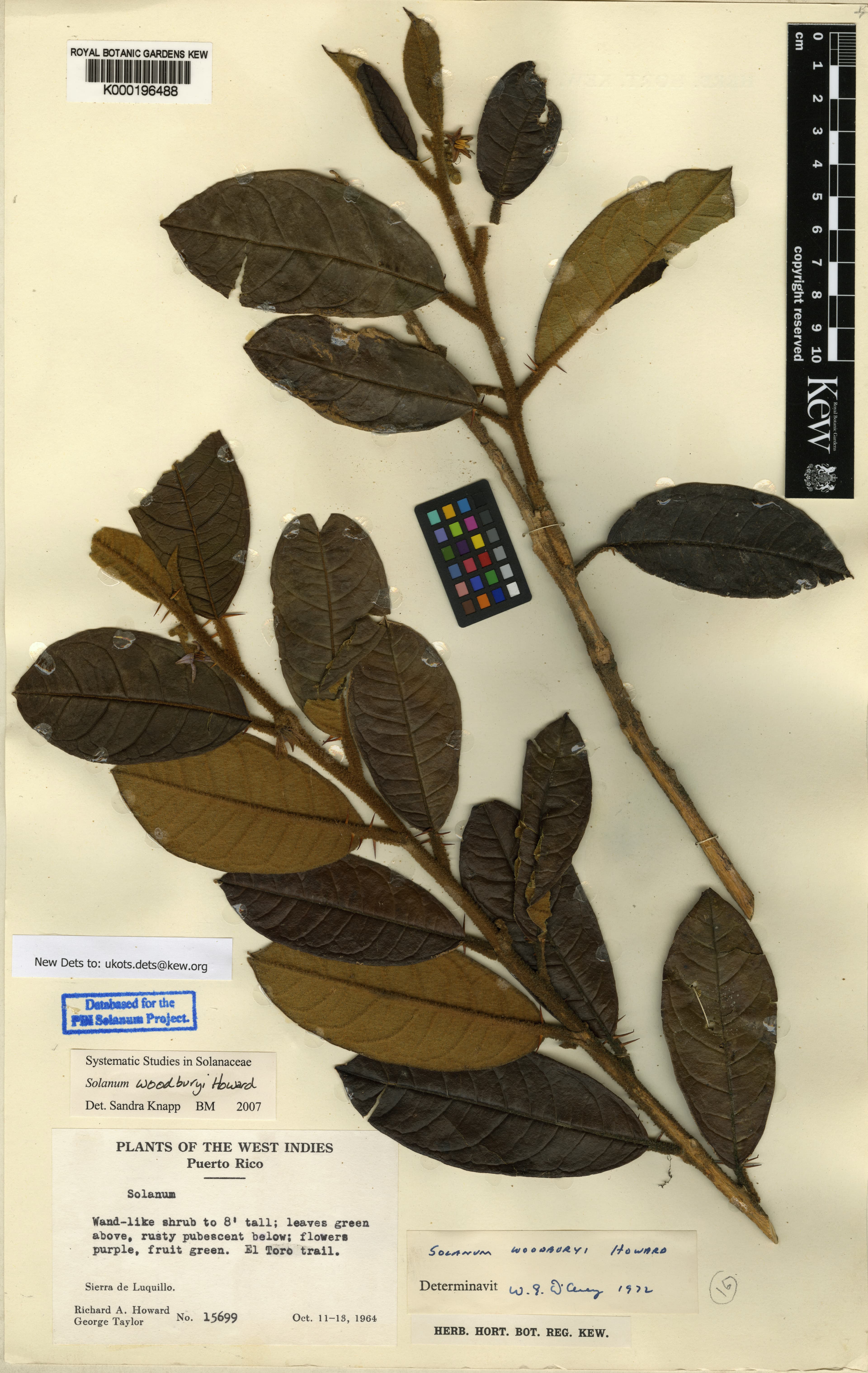 Solanum woodburyi