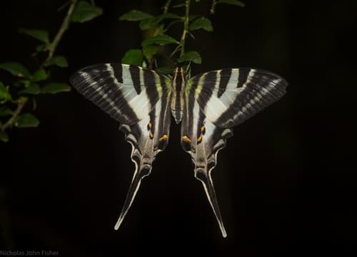 Four-barred Swordtail