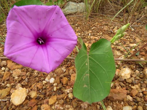 Ginger-leaf Morning-glory