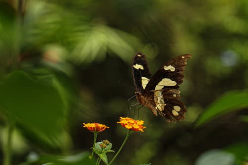 Hesper’s Bush Kite Swallowtail