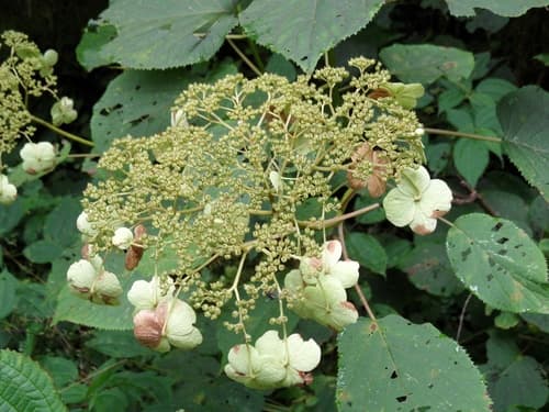 Hydrangea bretschneideri