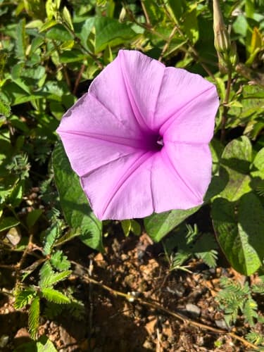 Bristly Morning Glory