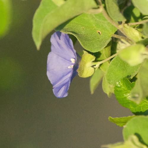 Jacquemontia eastwoodiana