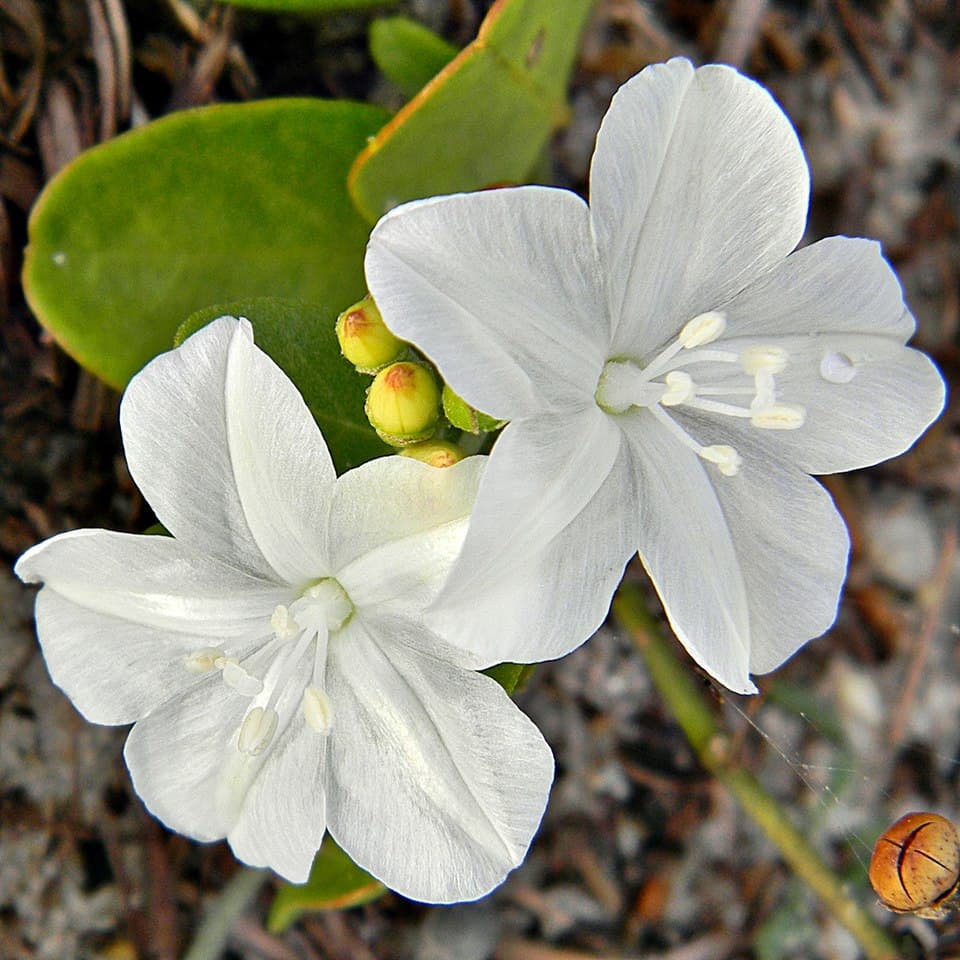 Jacquemontia tuerckheimii
