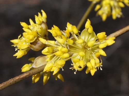 Korean Cornel Dogwood