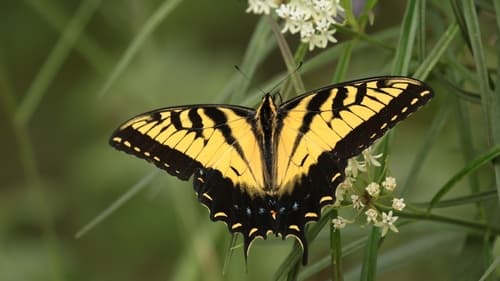 Mexican Tiger Swallowtail