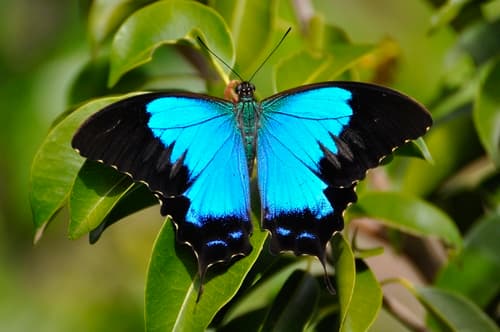 Montrouzier's Ulysses Swallowtail
