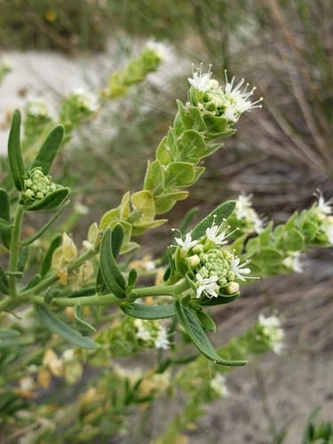 Narrowleaf Sandpaper Plant