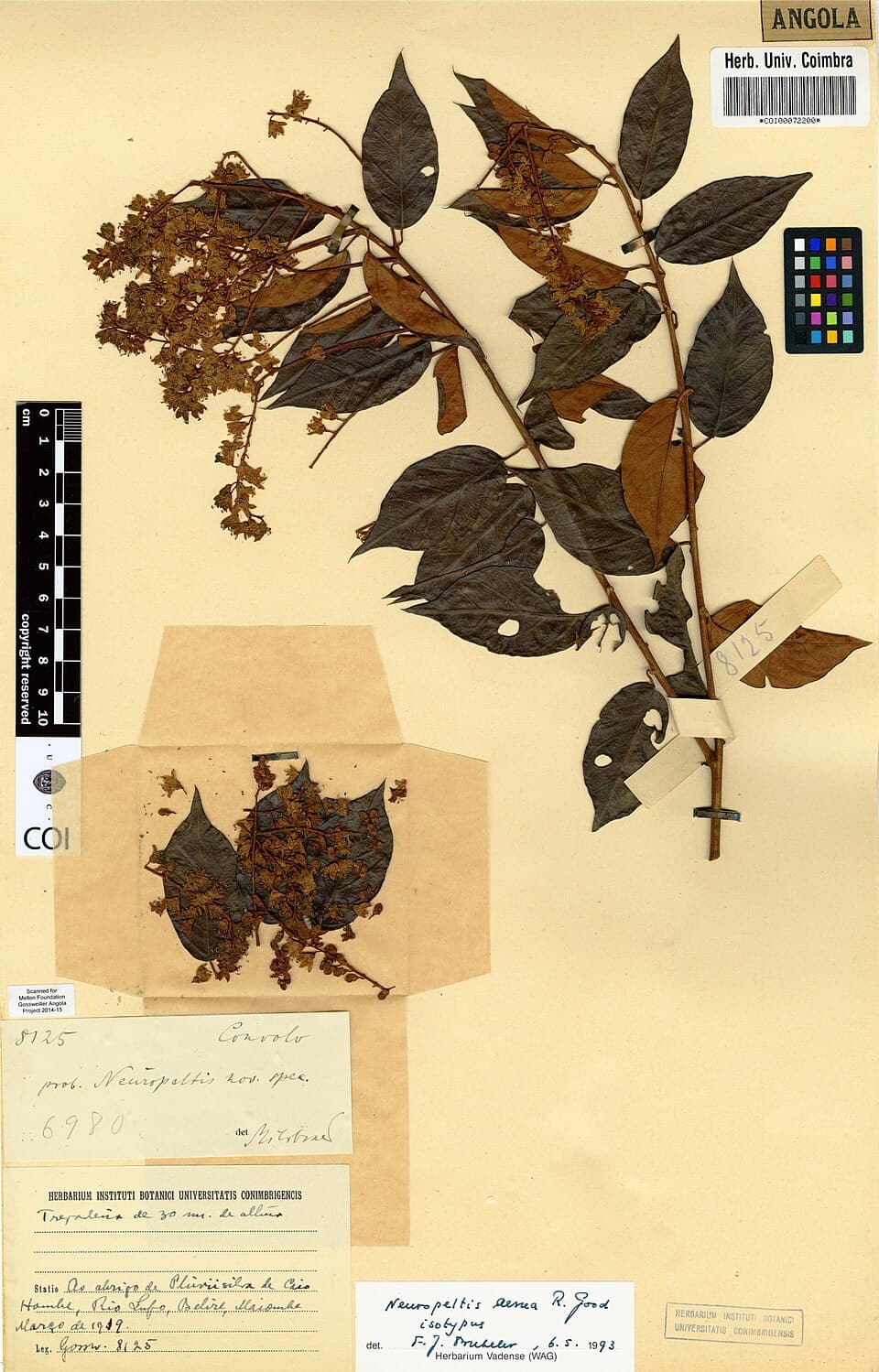 Neuropeltis occidentalis