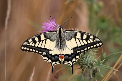 Old World Swallowtail