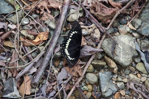 Papilio cleotas