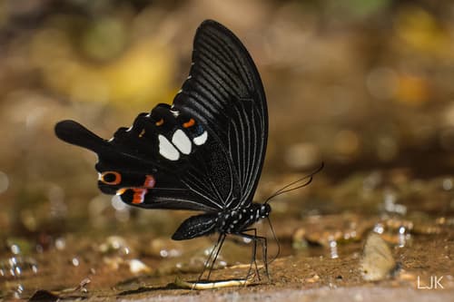 Papilio palawanicus