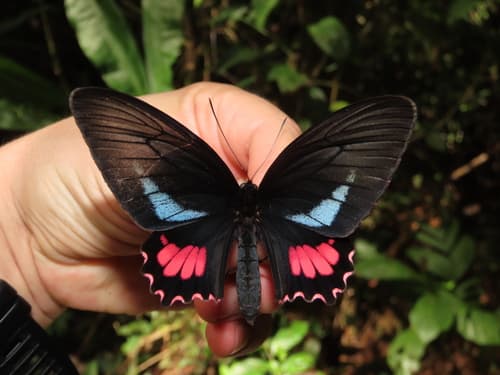 Parides lysander