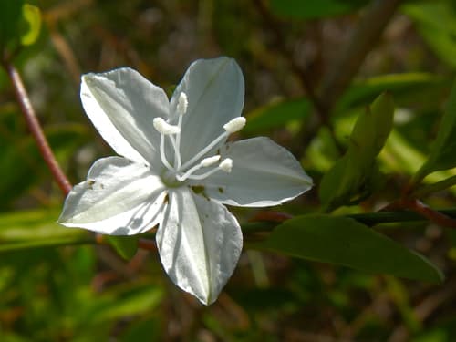 Pineland Jacquemontia