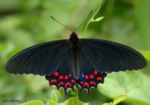 Pink-spotted Cattleheart
