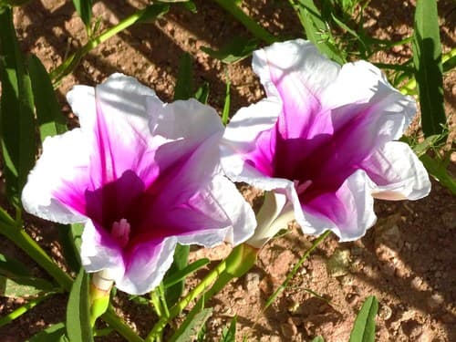 Pink-throated Morning Glory