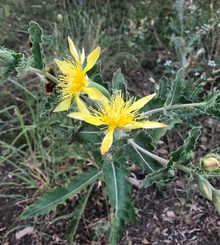 Reverchon's Blazingstar