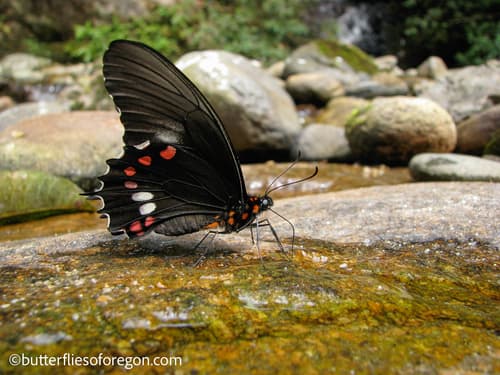Ruby-patched Swallowtail