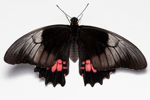 Ruby-spotted Swallowtail