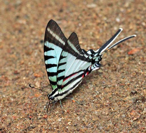Short-lined Kite Swallowtail