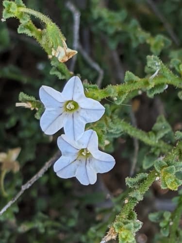 small-leaf ray flower