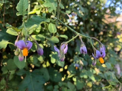 Bittersweet Nightshade