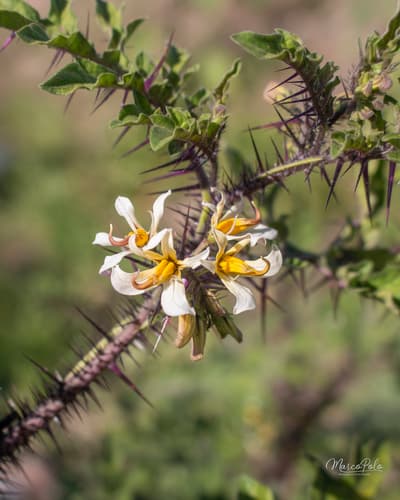 Solanum grayi