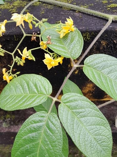 Solanum juglandifolium
