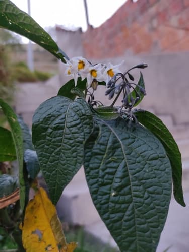 Solanum polytrichostylum