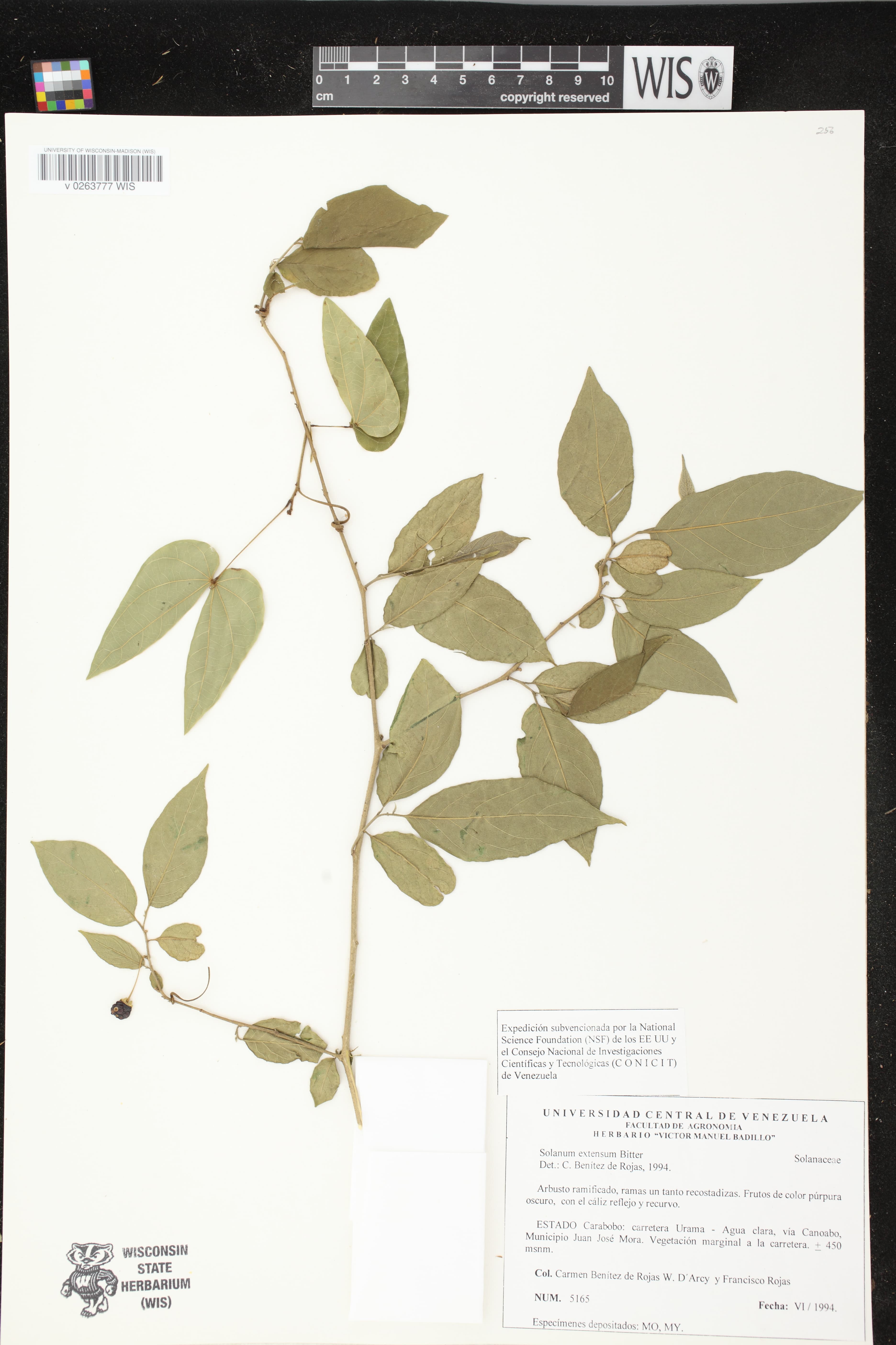 Solanum umbratile