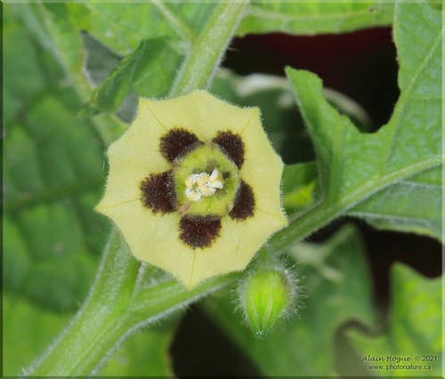 Strawberry Groundcherry