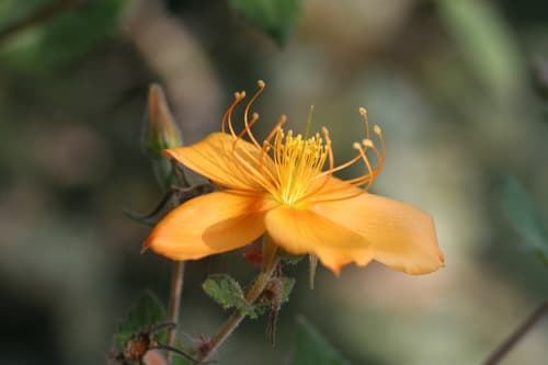 Streambank Stickleaf