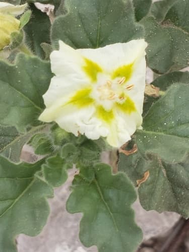 Trans-Pecos five-eyes