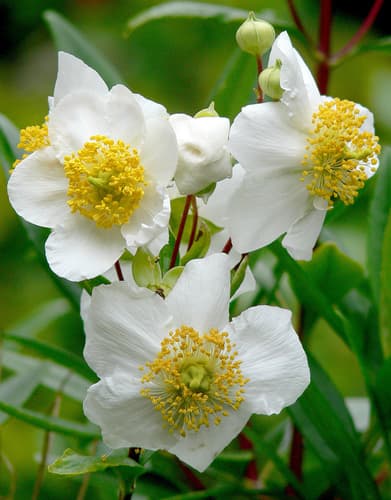 Tree Anemone
