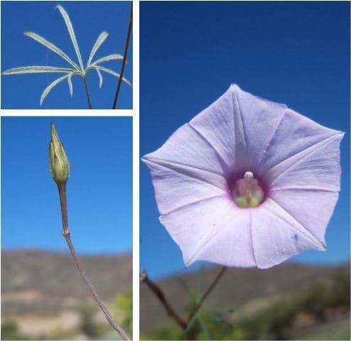 Tripleleaf Morning-Glory