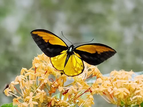 Wallace's Golden Birdwing
