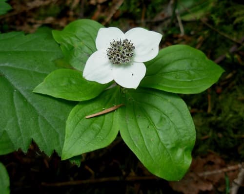 Western Bunchberry