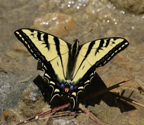 Western Tiger Swallowtail
