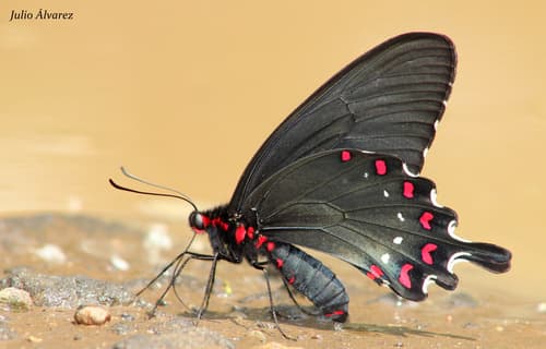 White-dotted Cattleheart