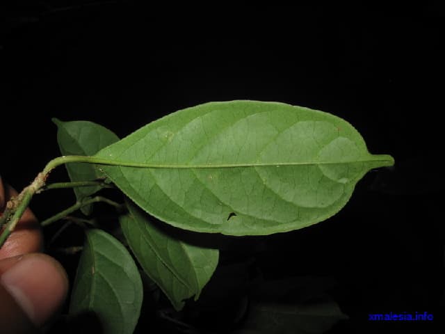 Mastixia cuspidata
